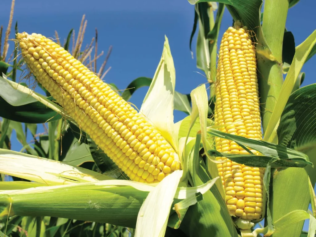 Growing corns image