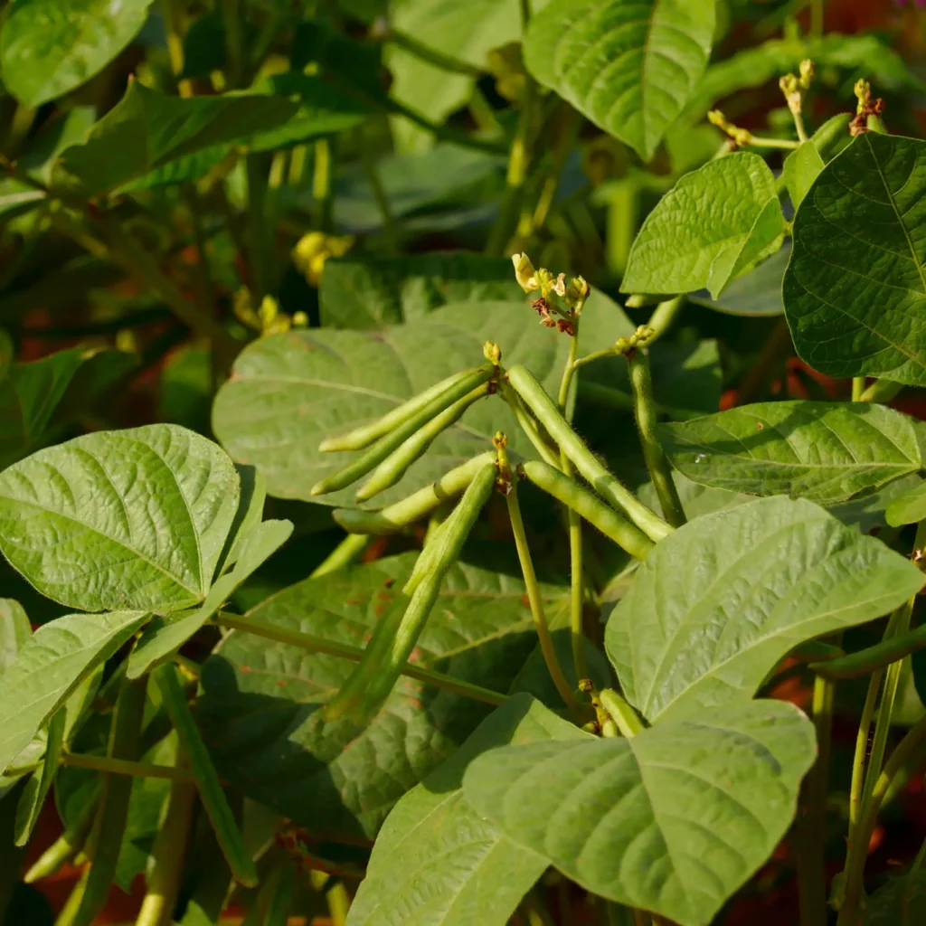 Mung Beans plant in home