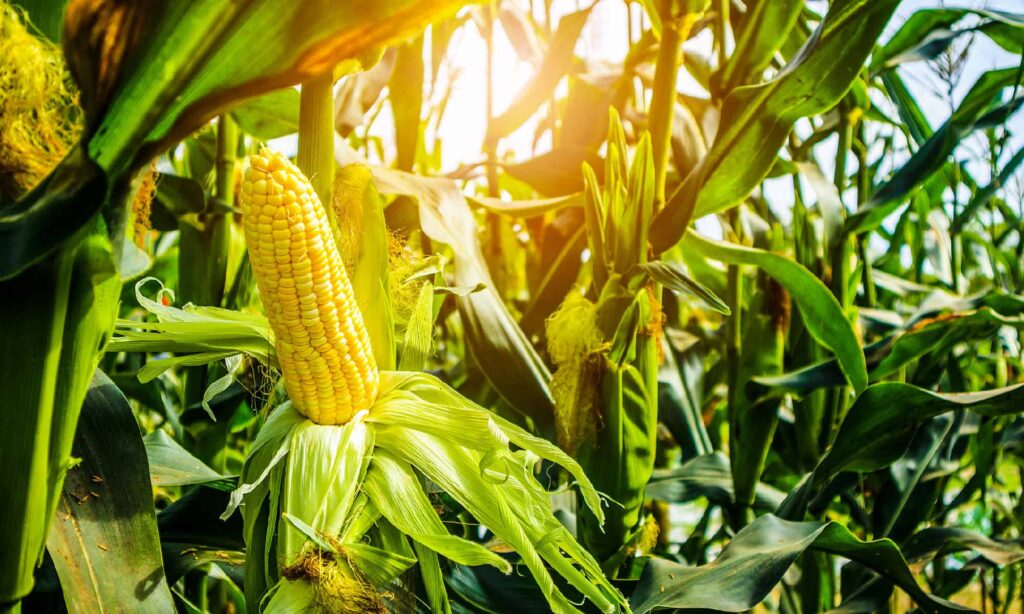 Field Corn Plant