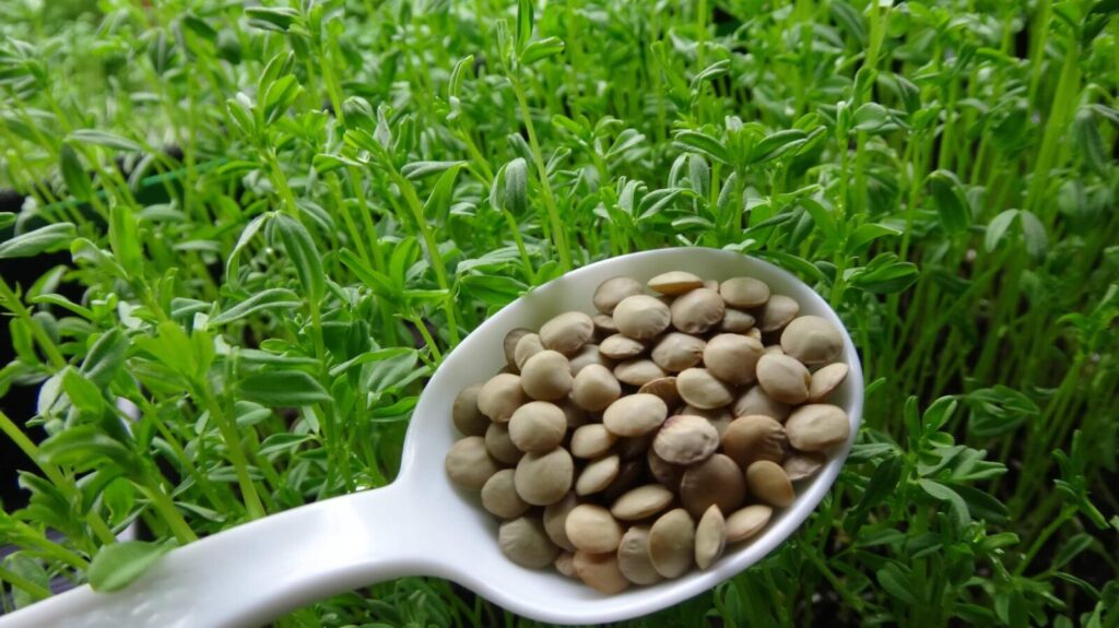 Lentils growing